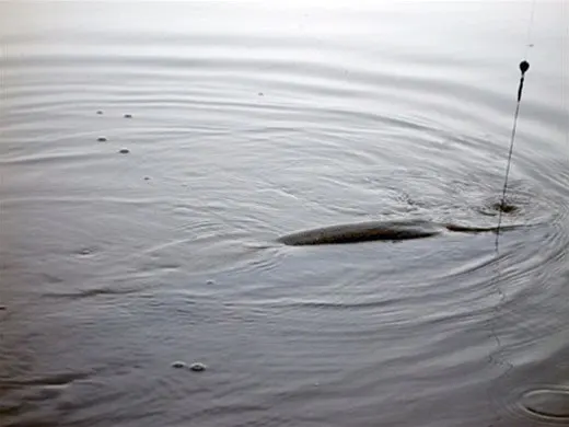 Snoek vlak onder het wateroppervlak