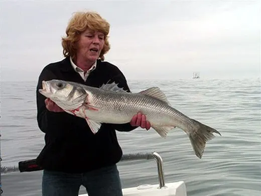 Visster met een zeebaars
