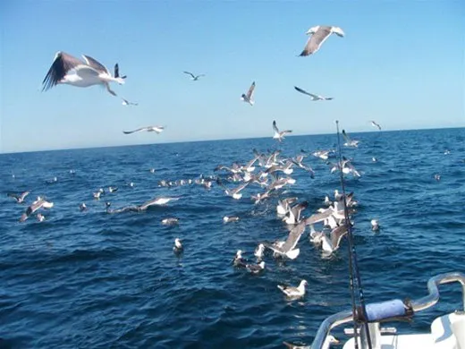 Meeuwen boven zee